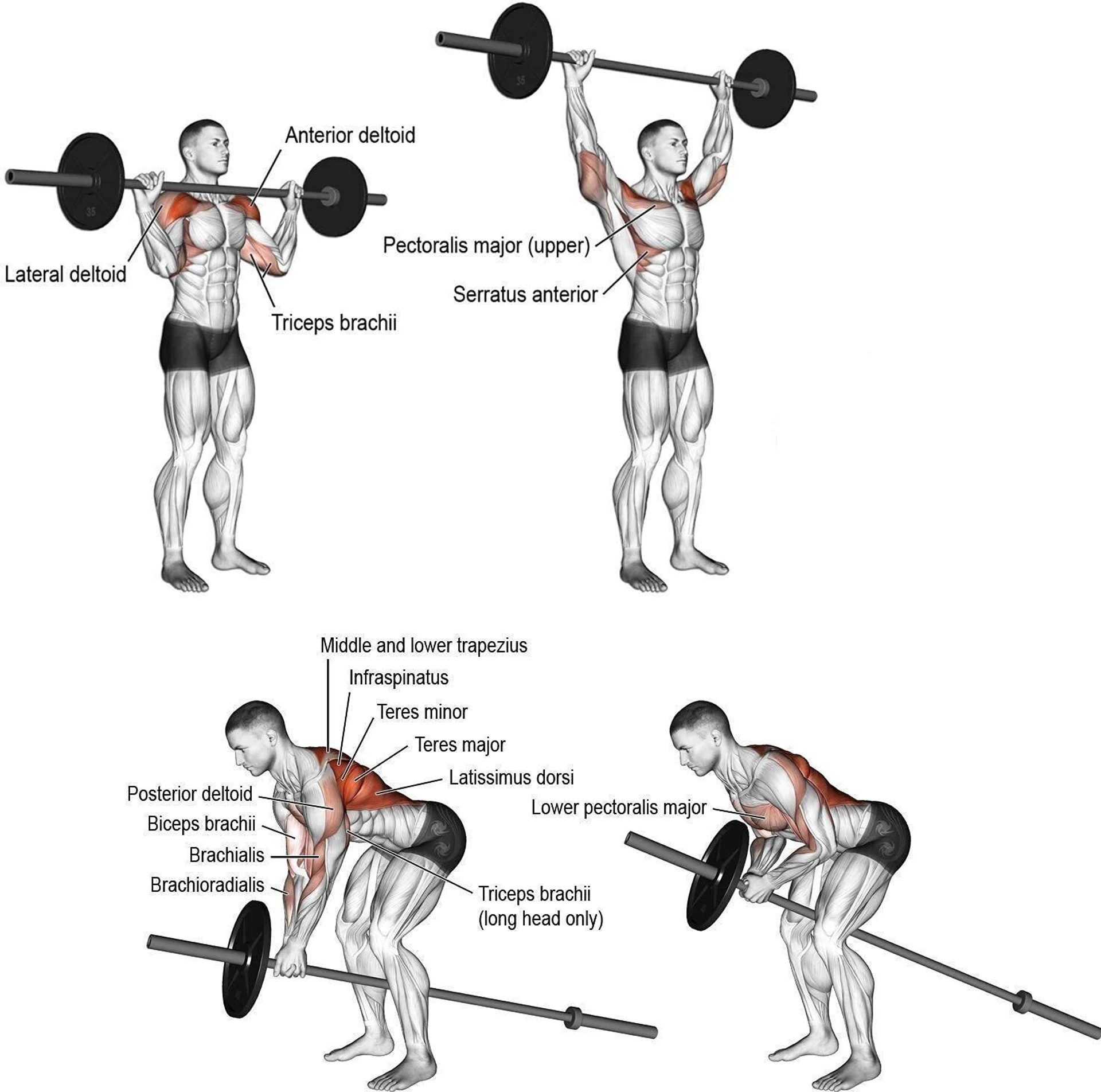 STARX 20 kg 20 Kg Home Gym Combo with Rods, Dumbbells and Accessories Home Gym Combo